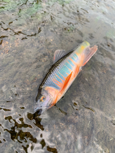 オイカワの釣果