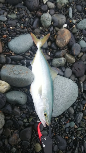 イナダの釣果