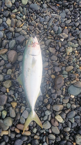 イナダの釣果