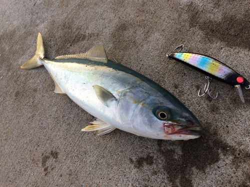 ワカシの釣果