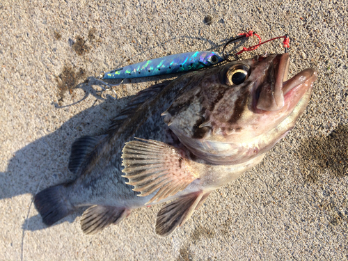 クロソイの釣果