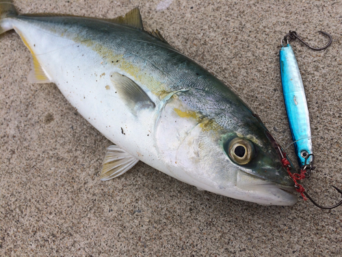 ワカシの釣果