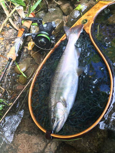 アマゴの釣果