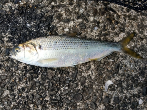 コノシロの釣果