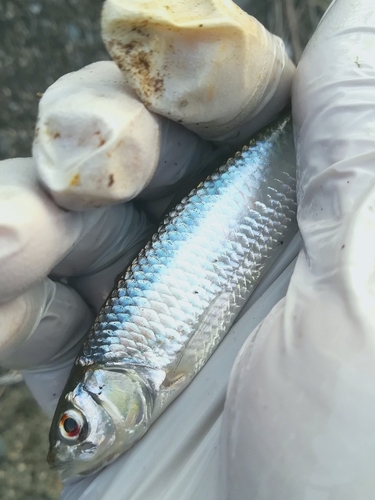 オイカワの釣果