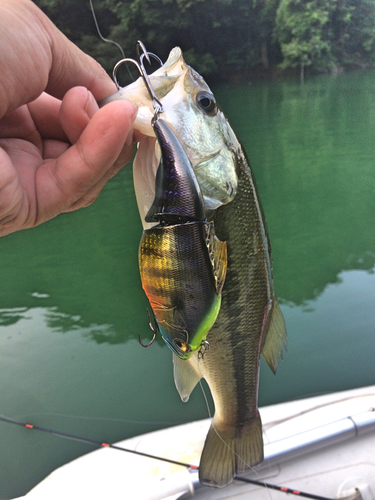 ブラックバスの釣果