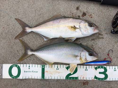 ショゴの釣果