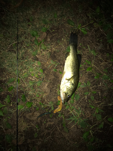 ブラックバスの釣果