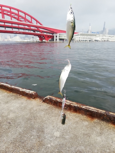 サバの釣果