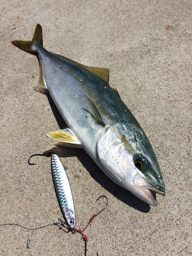 ワカシの釣果