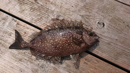 アイゴの釣果