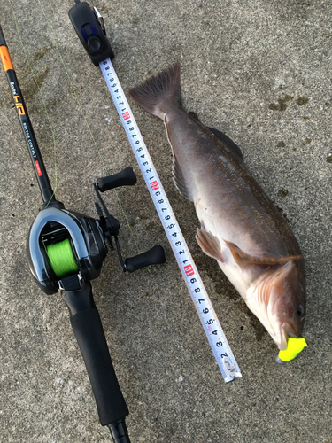 アイナメの釣果