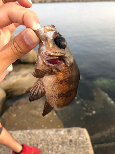 メバルの釣果