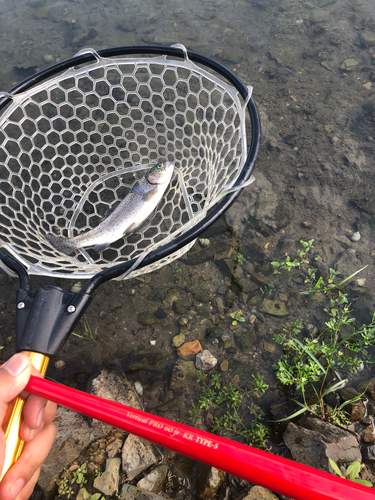 ニジマスの釣果