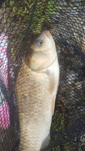 マブナの釣果