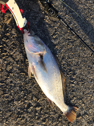 オオニベの釣果