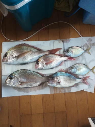 マダイの釣果