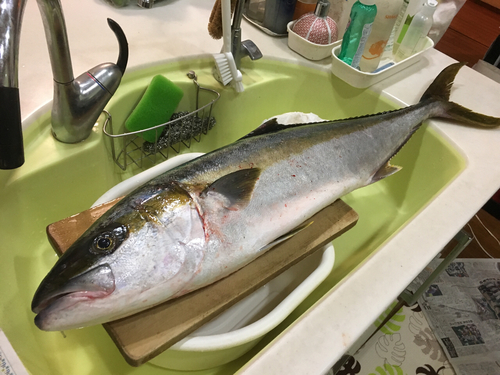 ヒラマサの釣果