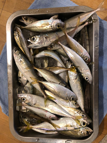 アジの釣果