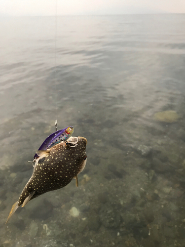 クサフグの釣果