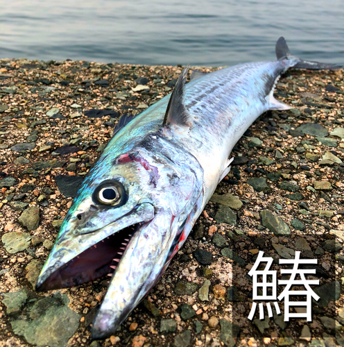 サワラの釣果