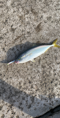 ワカシの釣果