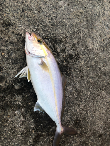 カンパチの釣果