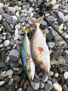 ショゴの釣果