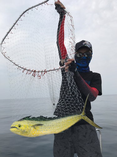 シイラの釣果