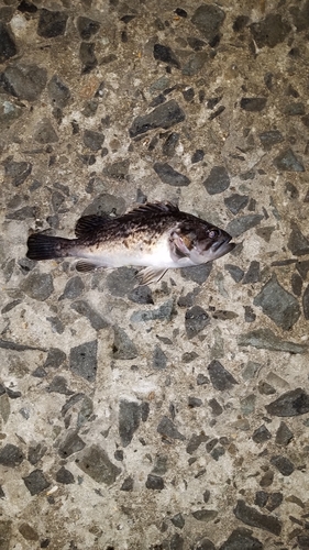 クロソイの釣果