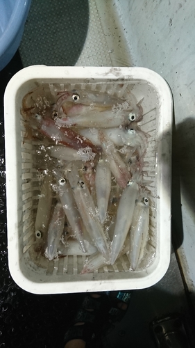 ケンサキイカの釣果