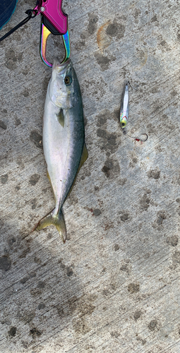 ワカシの釣果