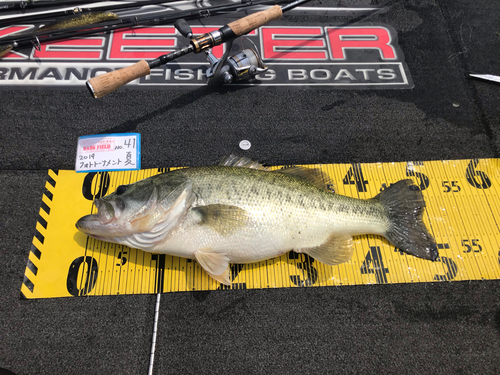 ブラックバスの釣果