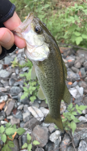 ラージマウスバスの釣果