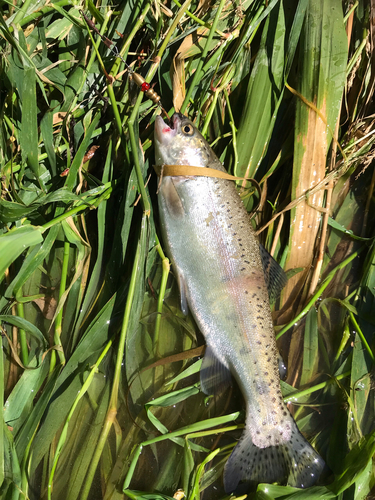 ニジマスの釣果