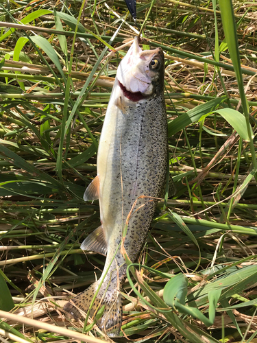 ニジマスの釣果