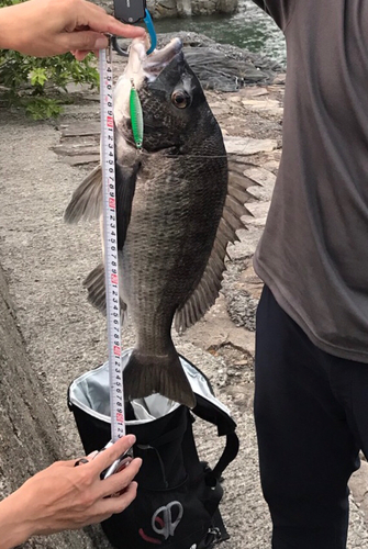 チヌの釣果