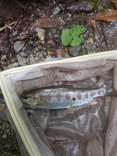 アマゴの釣果