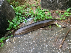 ライギョの釣果