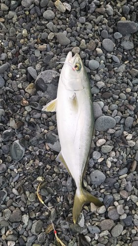 ワカシの釣果