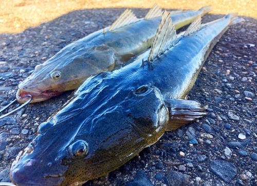 マゴチの釣果