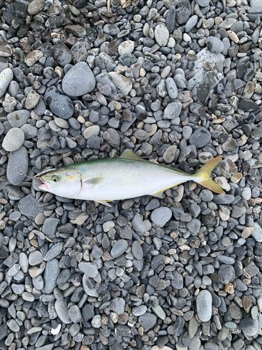イナダの釣果