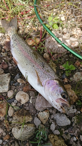 ニジマスの釣果