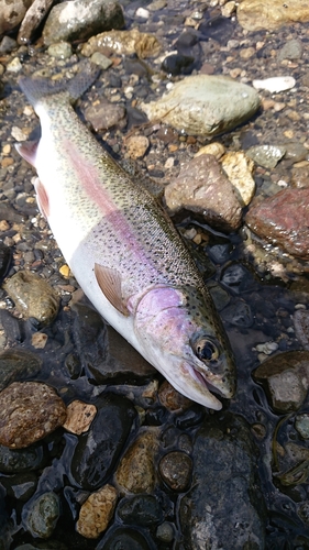 ニジマスの釣果