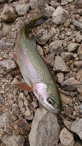 ニジマスの釣果