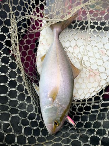 ショゴの釣果