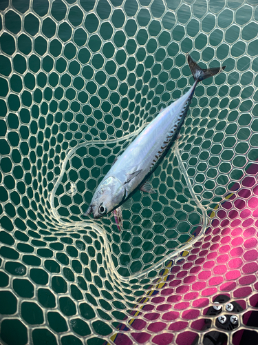 ソウダガツオの釣果