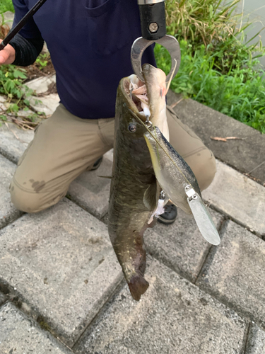 ナマズの釣果