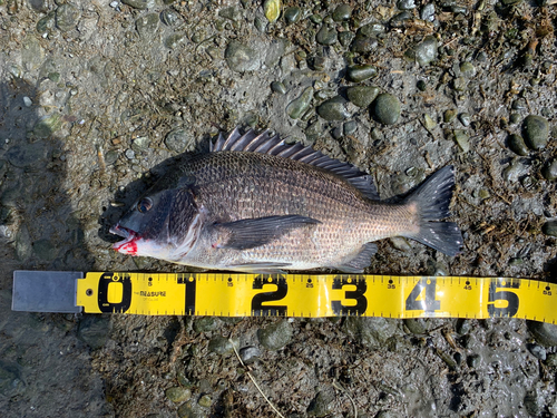 クロダイの釣果