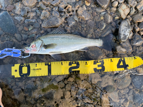 シーバスの釣果